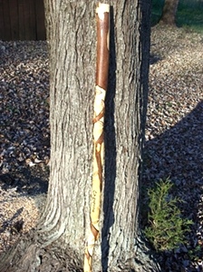 Hand Carved Walking Sticks and canes
